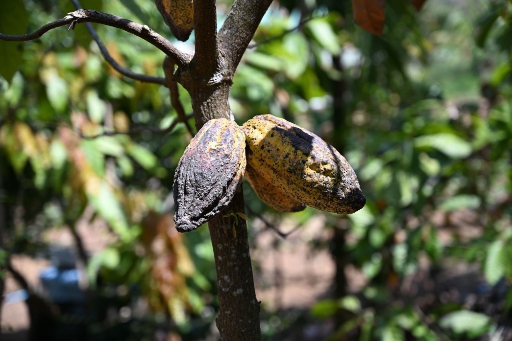 El factor El Niño en el mercado global del cacao: de la distorsión climática a la crisis de suministro
