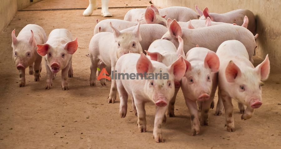 Sector porcino paraguayo se fortalece: apuntan a exportar 15.000 toneladas a Taiwán con arancel cero