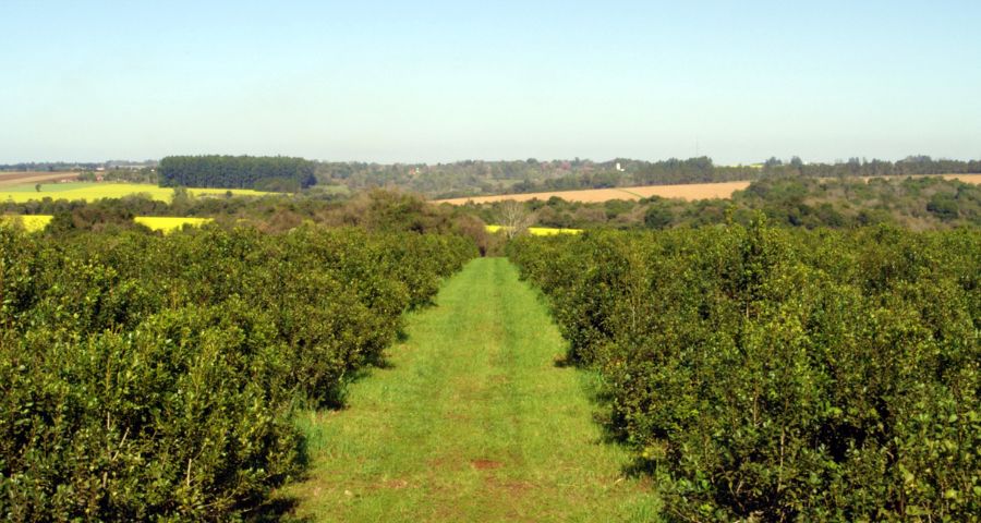 Impulso renovado: Titular del Centro Yerbatero del Paraguay y Senatur se reúnen para relanzar la ruta de la yerba mate